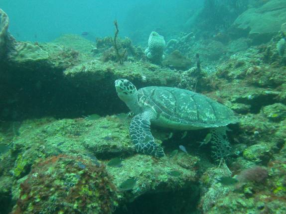 Uma bela tartaruga durante mergulho em Soufriere, sul de Santa Lúcia, no Caribe